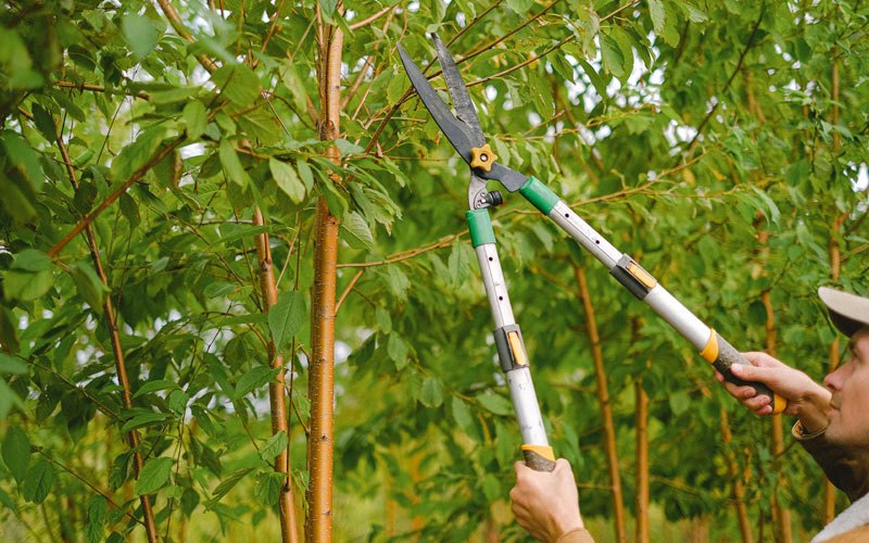 Tree trimming in Tillar, AR