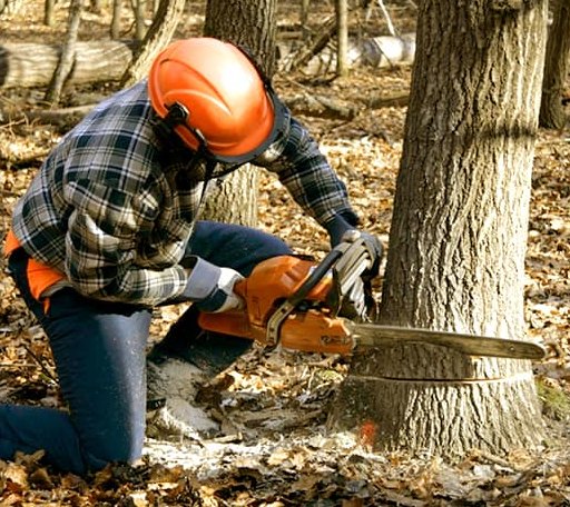 Tree Removal in Tillar, AR